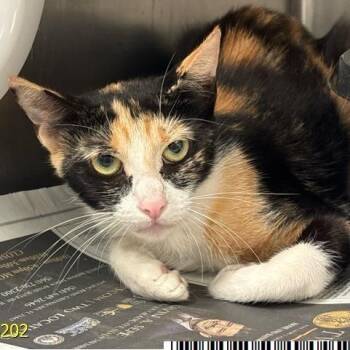 Rainbow -  Domestic Short Hair Cat for Adoption in West Palm Beach, Florida - Rainbow | PetCurious