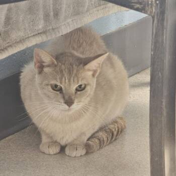 Citris -  Domestic Short Hair Cat for Adoption in Evansville, Indiana - Citris | PetCurious