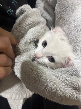 Shell -  Domestic Short Hair Cat for Adoption in Fort Collins, Colorado - Shell | PetCurious