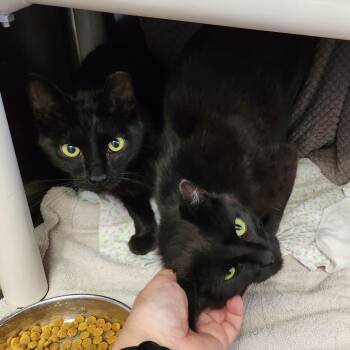 Night Terror -  Domestic Short Hair Cat for Adoption in Walker, Michigan - Night Terror | PetCurious