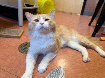 Kevin -  Domestic Long Hair Cat for Adoption in Vancouver, Washington - Kevin | PetCurious