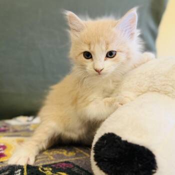 Rescue Domestic Long Hair Cats for Adoption in Alpine, Texas - Ryker | PetCurious