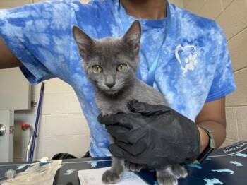 Citrus -  Domestic Short Hair Cat for Adoption in Sevierville, Tennessee - Citrus | PetCurious