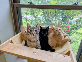 Rescue Tabby Cats for Adoption - Kittens (Tabby) | PetCurious
