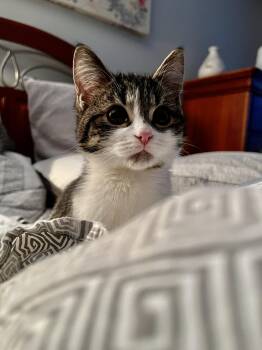 Rescue Tabby Cats for Adoption in Grand Rapids, Michigan - Rosemary | PetCurious