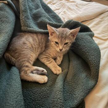 Beetlejuice -  Domestic Short Hair Cat for Adoption in Charlotte, North Carolina - Beetlejuice | PetCurious