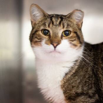 Rescue Domestic Short Hair Cats for Adoption in Cumming, Georgia - Artemis | PetCurious