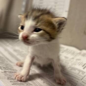 Domestic Short Hair Cats Available for Adoption in Yuma, Arizona - Noel | PetCurious