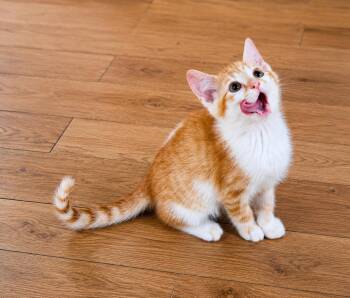 Kumquat -  Domestic Short Hair Cat Available for Adoption in Homer Glen, Illinois - Kumquat | PetCurious