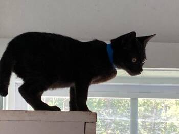 Mid -  Domestic Short Hair Cat for Adoption in Kingsland, Georgia - Mid | PetCurious