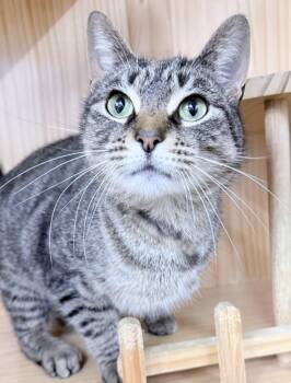 American Shorthair Cats Available for Adoption - Tovi | PetCurious