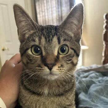 Rescue Domestic Short Hair Cats for Adoption in Harrisonburg, Virginia - Ethel | PetCurious