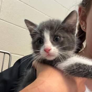 Posey -  Domestic Short Hair Cat for Adoption in Bristol, Indiana - Posey | PetCurious