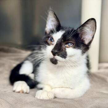 Buttercup -  Domestic Short Hair Cat for Adoption in Stafford Township, New Jersey - Buttercup | PetCurious