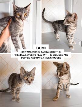 Rescue Domestic Short Hair Cats for Adoption in Tustin, California - Bumi | PetCurious