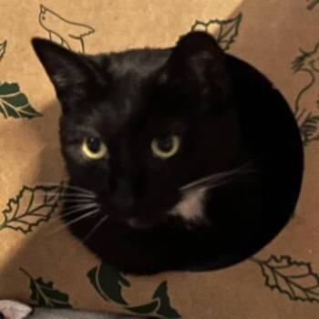 Snoop -  Domestic Short Hair Cat for Adoption in Baltimore, Maryland - Snoop | PetCurious