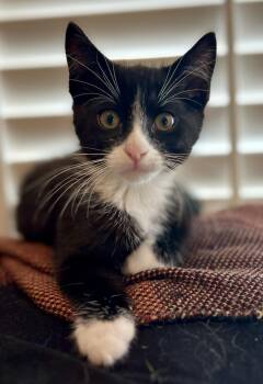 Rescue Domestic Short Hair Cats for Adoption in Cypress, California - Dice | PetCurious