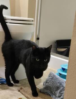 Rescue Domestic Short Hair Cats for Adoption in Sherwood, Oregon - Porkchop | PetCurious