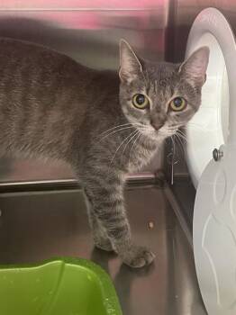 MIMI -  Domestic Short Hair Cat for Adoption in Killeen, Texas - MIMI | PetCurious