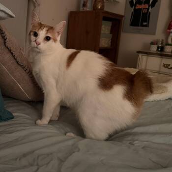 Nilah -  American Bobtail Cat for Adoption in Jacksonville, Florida - Nilah | PetCurious