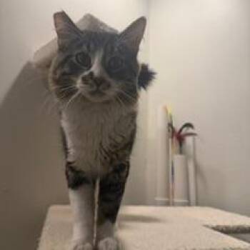 Vintage -  Domestic Medium Hair Cat for Adoption in Las Vegas, Nevada - Vintage | PetCurious