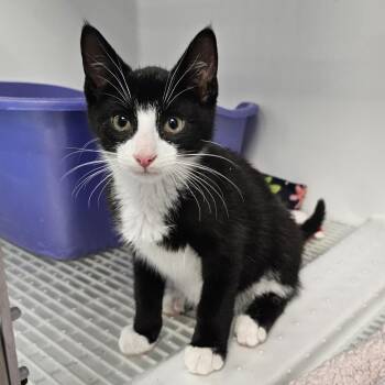 River -  Domestic Short Hair Cat for Adoption in Monroe, Michigan - River | PetCurious