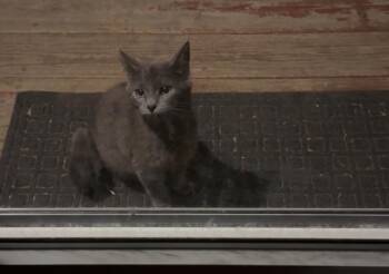 Domestic Short Hair Cats Available for Adoption in Auburn, Indiana - Lumi | PetCurious
