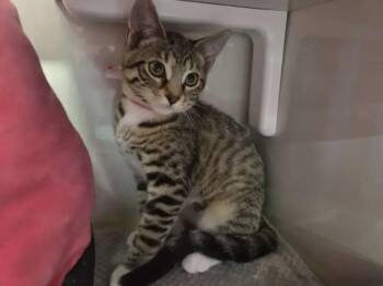 Izzy -  Domestic Short Hair Cat for Adoption in Wyoming, Michigan - Izzy | PetCurious