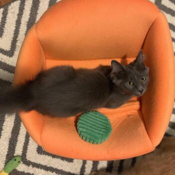 Applejack -  Domestic Long Hair Cat for Adoption in Gibsonia, Pennsylvania - Applejack | PetCurious
