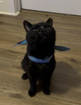 Firefighter -  Domestic Short Hair Cat for Adoption in Cleveland, Ohio - Firefighter | PetCurious
