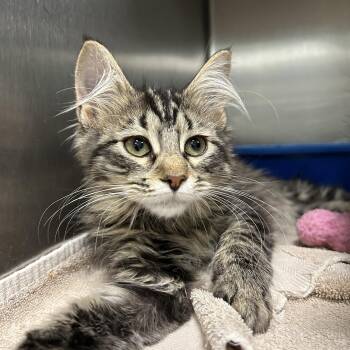 Libby -  Domestic Long Hair Cat for Adoption in La Grange Park, Illinois - Libby | PetCurious