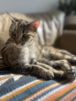 Rescue Domestic Short Hair Cats for Adoption - Margarita | PetCurious