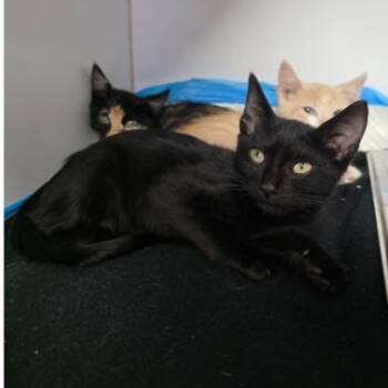 Fin Carlsbad -  Domestic Short Hair Cat for Adoption in Denver, Colorado - Fin Carlsbad | PetCurious