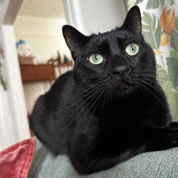 Domestic Short Hair Cats Available for Adoption in Pasadena, California - Misu | PetCurious