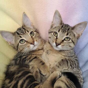 Cinnamon and Pumpkin -  Domestic Short Hair Cat for Adoption in Marseilles, Illinois - Cinnamon And Pumpkin | PetCurious
