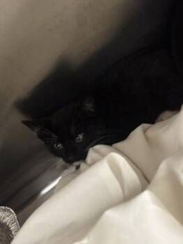 Darjeeling -  Domestic Short Hair Cat for Adoption in Chamblee, Georgia - Darjeeling | PetCurious