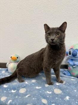 Onyx -  Domestic Short Hair Cat for Adoption in Las Vegas, Nevada - Onyx | PetCurious
