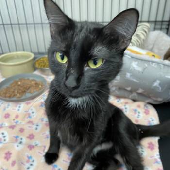 Rescue Domestic Short Hair Cats for Adoption in Hannibal, Missouri - Shadow | PetCurious