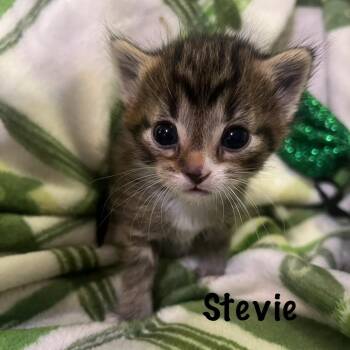 Stevie -  Domestic Short Hair Cat for Adoption in Monroe, Michigan - Stevie | PetCurious