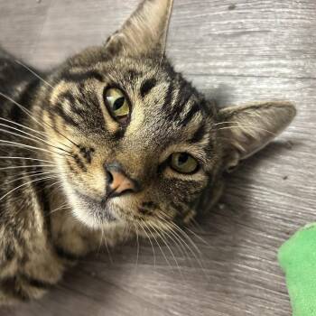 Noel Gallagher (& Liam Gallagher) -  Domestic Short Hair Cat for Adoption in Columbia, Missouri - Noel Gallagher (& Liam Gallagher) | PetCurious