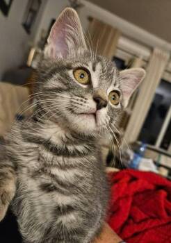 Chatty Cathy -  Tabby Cat for Adoption in Calgary, Alberta - Chatty Cathy | PetCurious