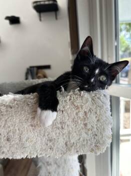 Moonbeam -  Domestic Short Hair and Tuxedo Cat for Adoption in Denver, Colorado - Moonbeam | PetCurious