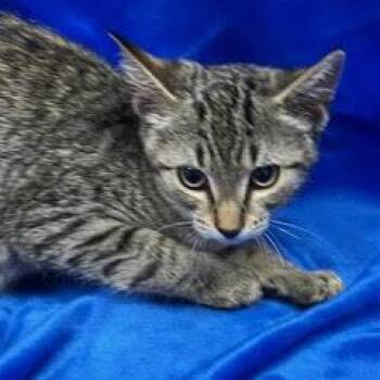 Independence -  Tabby Cat for Adoption in Green Valley, Arizona - Independence | PetCurious