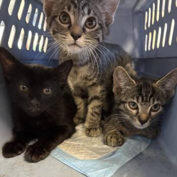 Tamo -  Domestic Short Hair Cat for Adoption in West Palm Beach, Florida - Tamo | PetCurious