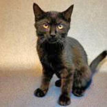 Mason -  Domestic Short Hair Cat for Adoption in Portsmouth, Ohio - Mason | PetCurious