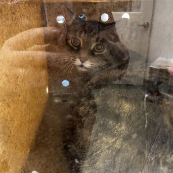 Judy -  Domestic Short Hair Cat for Adoption in Harrisonburg, Virginia - Judy | PetCurious