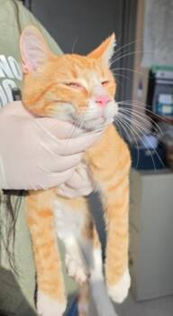 Domestic Short Hair Cats Available for Adoption in Metamora, Illinois - Daryl-Q | PetCurious