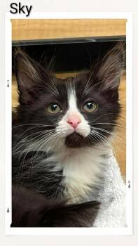 Sky -  Domestic Medium Hair Cat for Adoption in Caistor Centre, Ontario - Sky | PetCurious