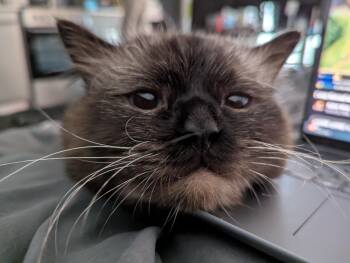 Mochi -  Himalayan and Domestic Long Hair Cat for Adoption in Toronto, Ontario - Mochi | PetCurious