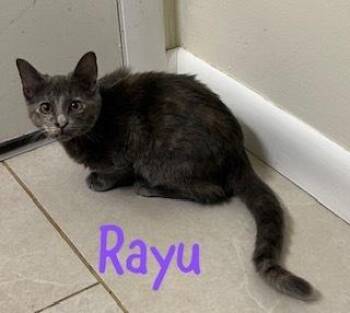 Rayu -  Domestic Short Hair Cat for Adoption in Ruskin, Florida - Rayu | PetCurious